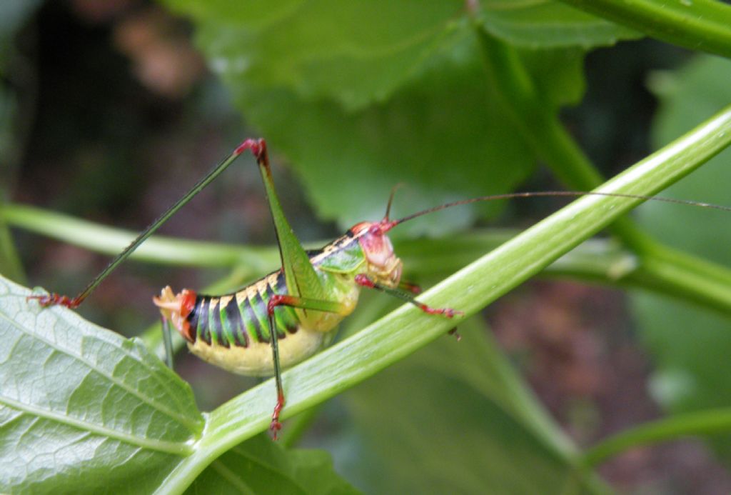 Grossi ortotteri greci